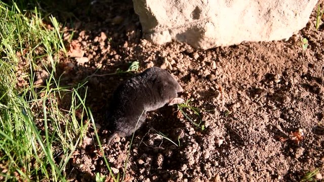 Mole in the garden of stone. Mole - Talpa europaea
