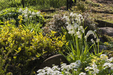 White bells growing in a small garden