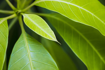 Green budding plants