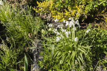 White bells growing in a small garden