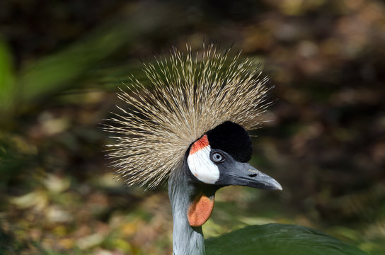 Kronenkranich (Balearica pavonina)