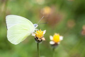 Butterfly collecting nectar from flower and insect pollinator in the nature