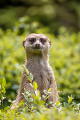 ミーアキャット