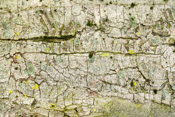 abstract bark closeup