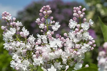 Garden poster Lilac Blooming pink and white lilac