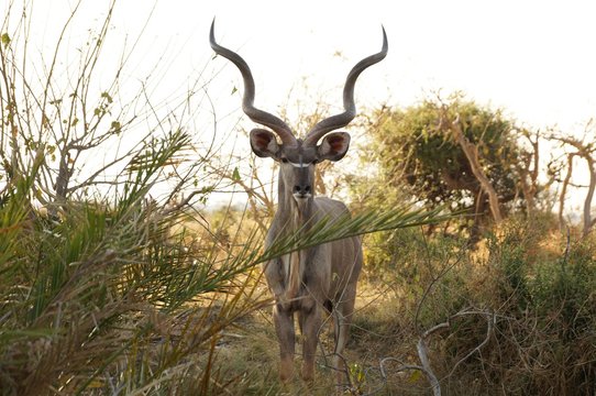 Kudu with long horns