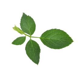 Green rose leaf isolated on white background