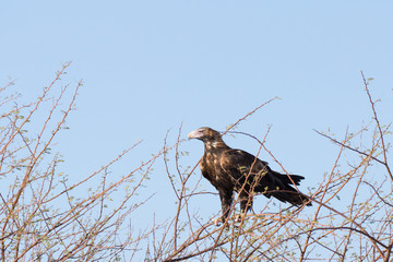 Australian wedge tailed eagle