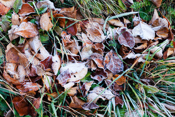 a variety of plants in the field in autumn