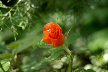 Small, curb red rose