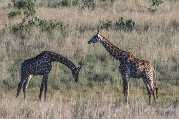 Giraffe grazing in the Welgevonden Game Reserve in South Africa