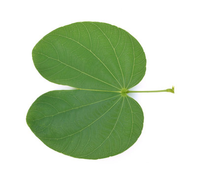 Fototapeta Bauhinia variegata leaf isolated on white background