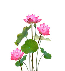 Lotus on white background.