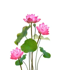 Papier Peint photo autocollant fleur de lotus Lotus on white background.