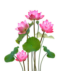Lotusbloem op witte achtergrond.