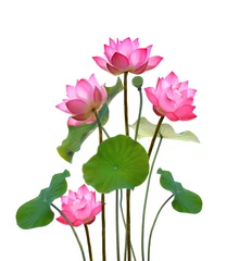 Abwaschbare Fototapete Lotus Blume Lotusblume auf weißem Hintergrund.