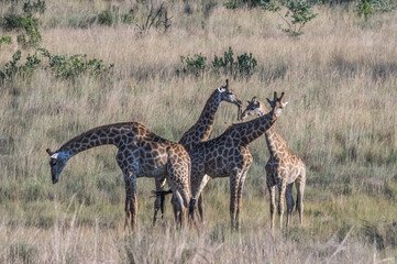 Giraffe grazing in the Welgevonden Game Reserve in South Africa