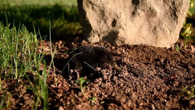 Mole in the garden of stone. Mole - Talpa europaea