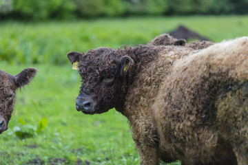 Galloway Rinder herde