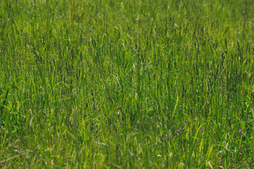 草原　背景素材