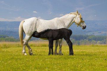 Obraz na płótnie Canvas White Mother horse nurse black foal