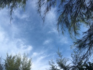 Blue sky with tree