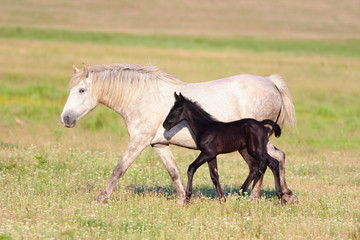Obraz na płótnie Canvas Two horses, black foal and white mother
