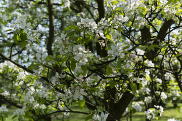 white flowers on an apple tree