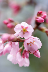 Fototapeta premium 桜の花