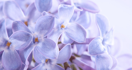 Fototapeta na wymiar lilac flowers macro photo