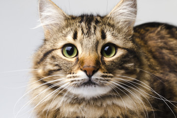 portrait of a cute, striped cat with green eyes, background