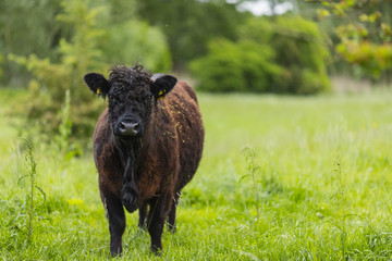 Galloway Rinder herde