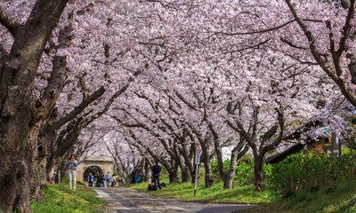 桜のアーチ