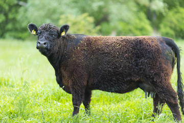 Galloway Rinder herde