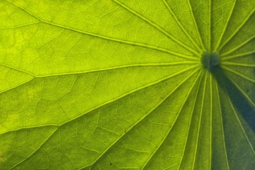 Green leaf texture background