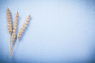 Rye wheat ears on blue background copy space