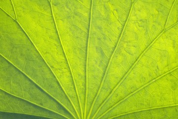 Green leaf texture background