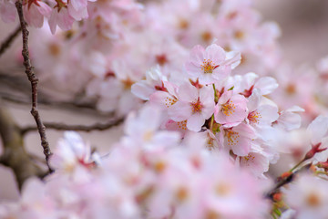 桜の花