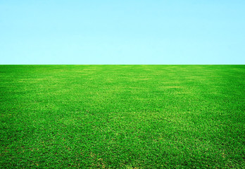 green meadow background