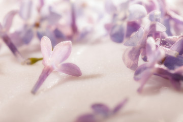 Fototapeta na wymiar lilac flower macro photo