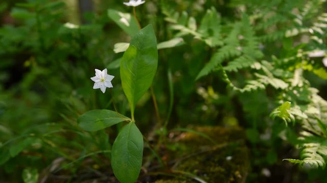 Trientalis europaea flower in forest