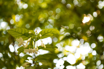Closeup Water Jasmine flowers with bokeh