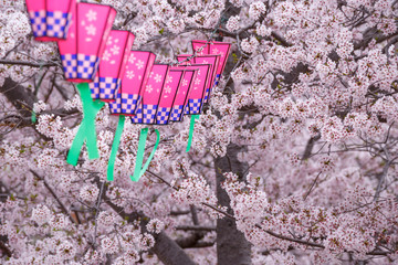 桜とランタン