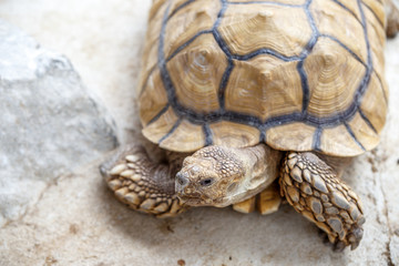 ケヅメリクガメ