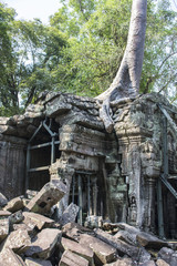 Angkor, Bäume mit Wurzeln in der Tempelanlage "Ta Prohm".