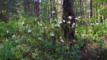 Ledum palustre (Rhododendron tomentosum) plant 