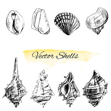Seashells hand drawn vector graphic etching sketch isolated on white background, collectionunderwater artistic marine element design for greeting cards, print design, cover page magazine, scrapbooking