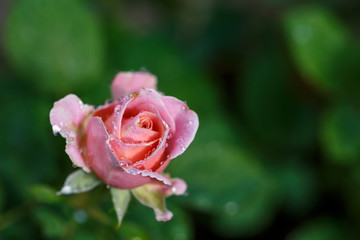 薔薇の花