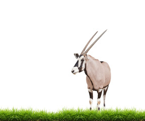 Naklejka na ściany i meble gemsbok or oryx