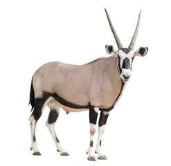 Fotobehang Antilope gemsbok or oryx